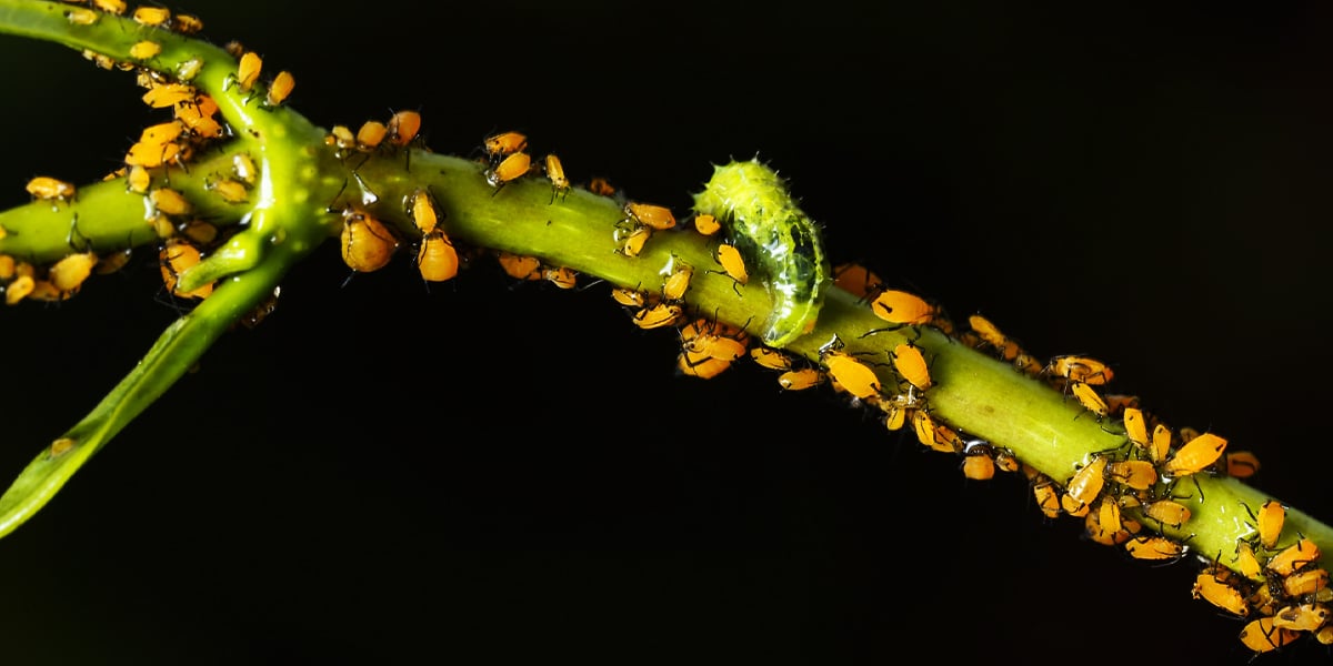 D Couvrez Comment Utiliser Des Plantes Pour Loigner Les Insectes De